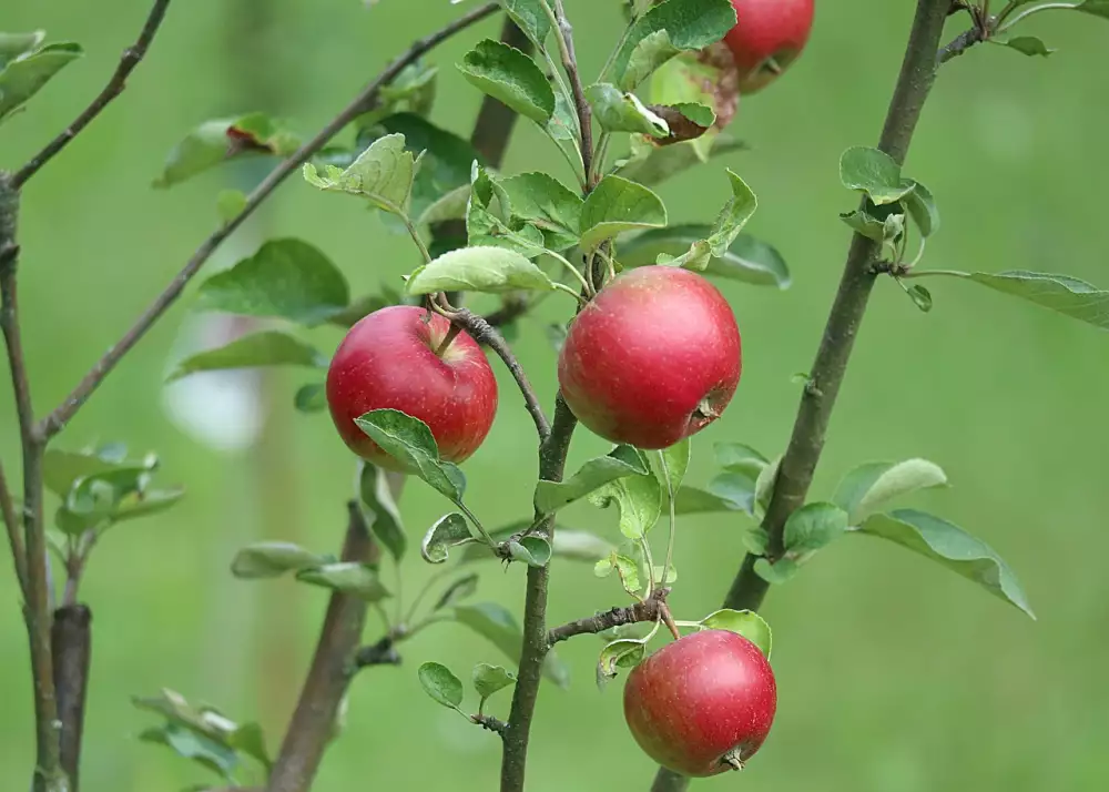 Cvičení Na Balanční Podložce